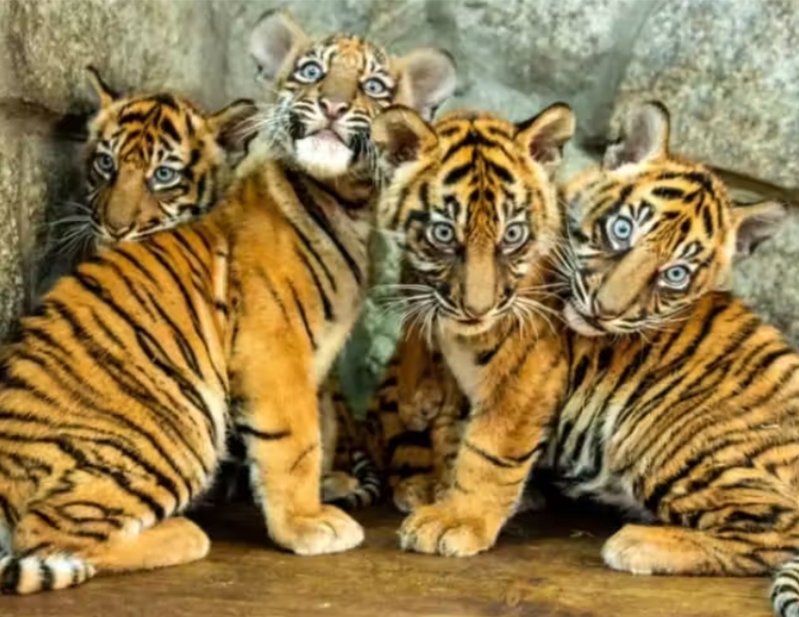 Quatro tigres nascem de uma vez e zoo comemora; ameaçados de extinção