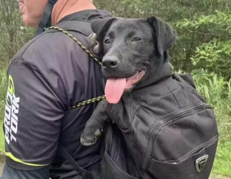 Ciclista adota cachorrinha que o seguiu por 15km em trilha